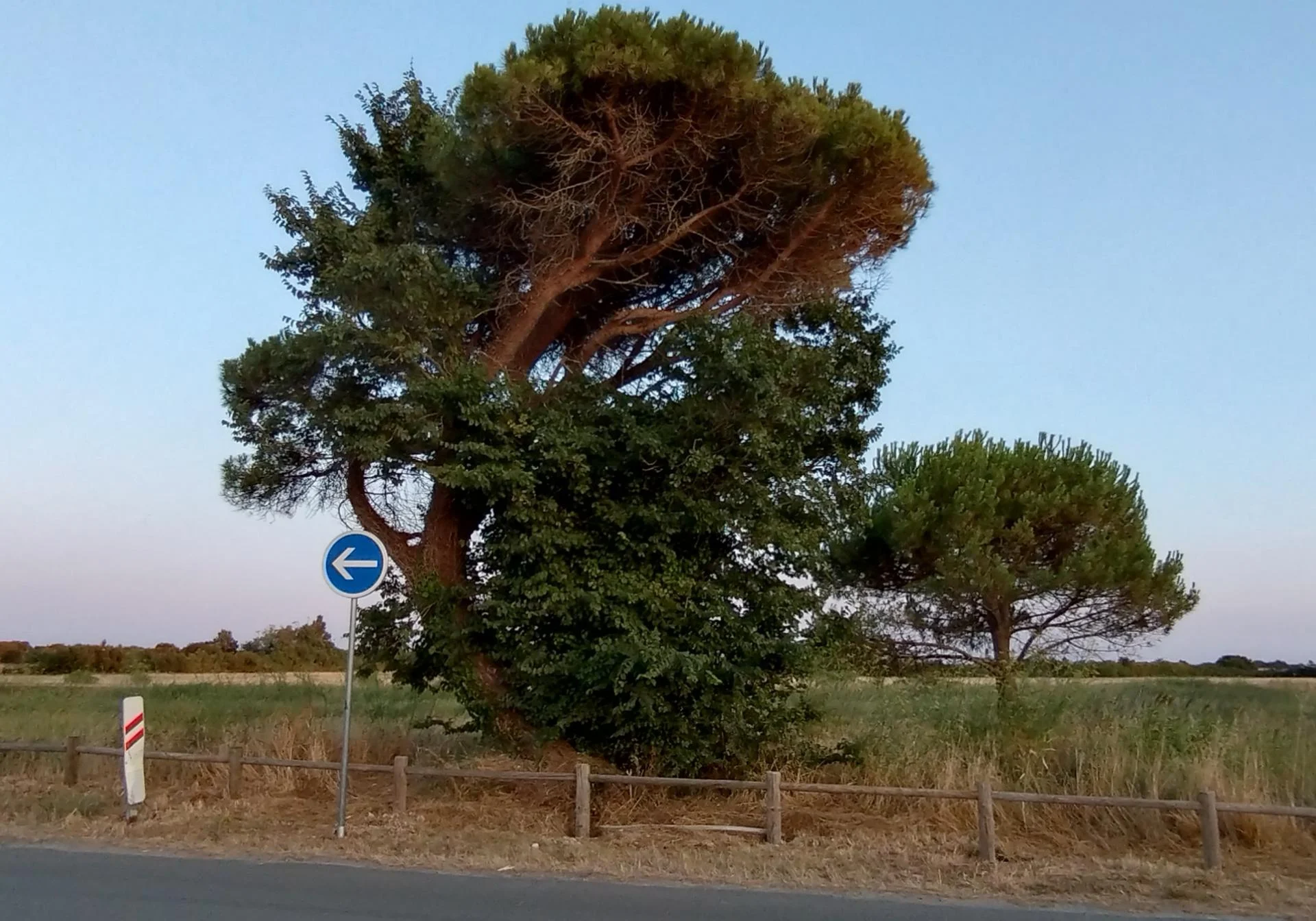 Arbre d'Aytré