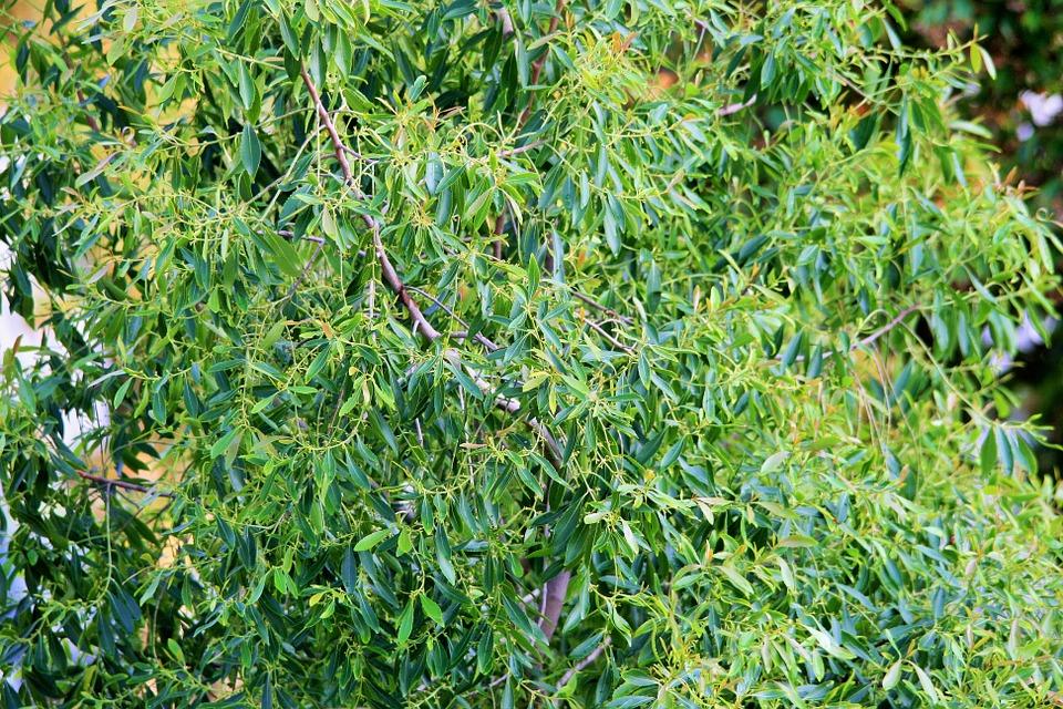 Arbre a the ou tea free