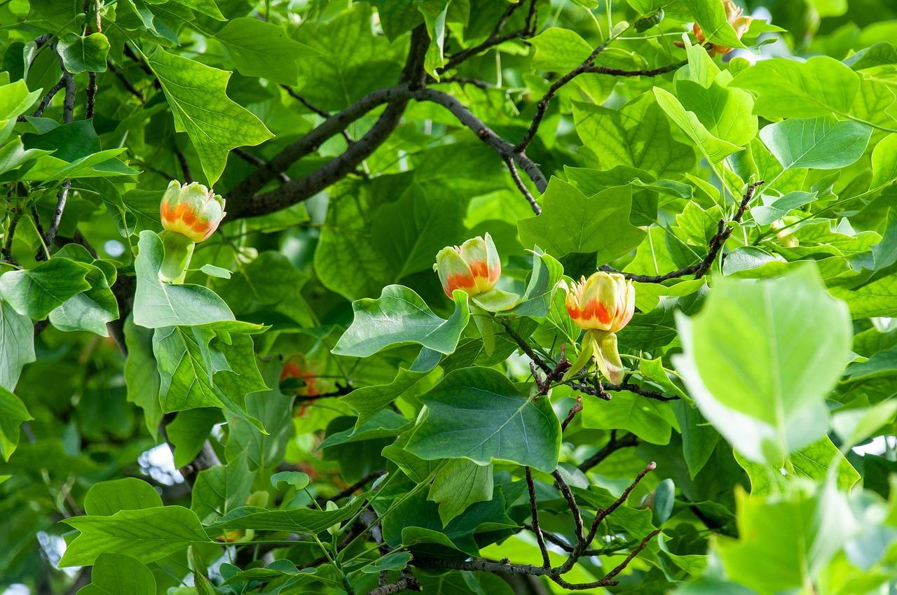 Arbre bois de rose