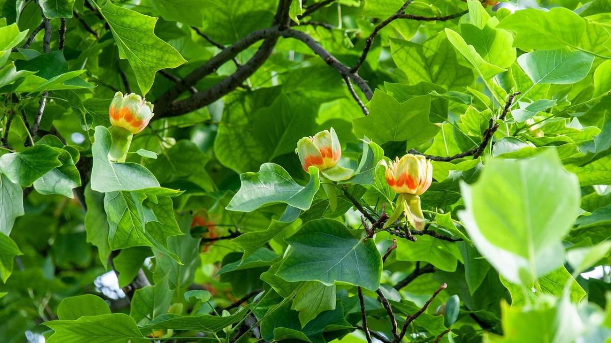 BOIS DE ROSE