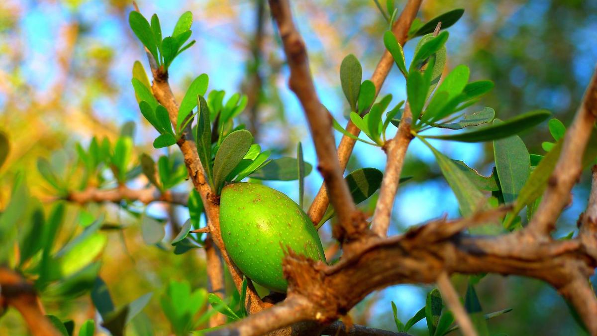 HUILE D'ARGAN