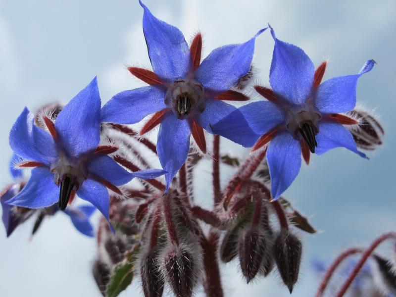 Borage 748356 1920
