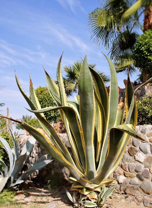 Cactus 1158101 1280