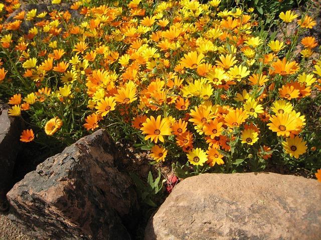 MACÉRÂT HUILEUX DE CALENDULA