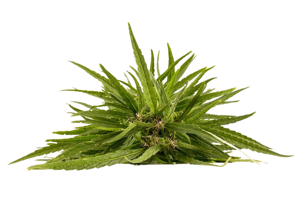 Chanvre feuille removebg preview 1