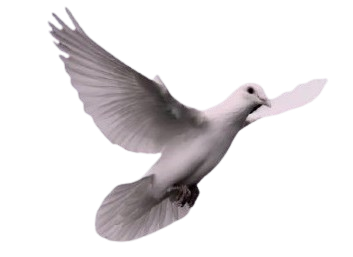 Colombe