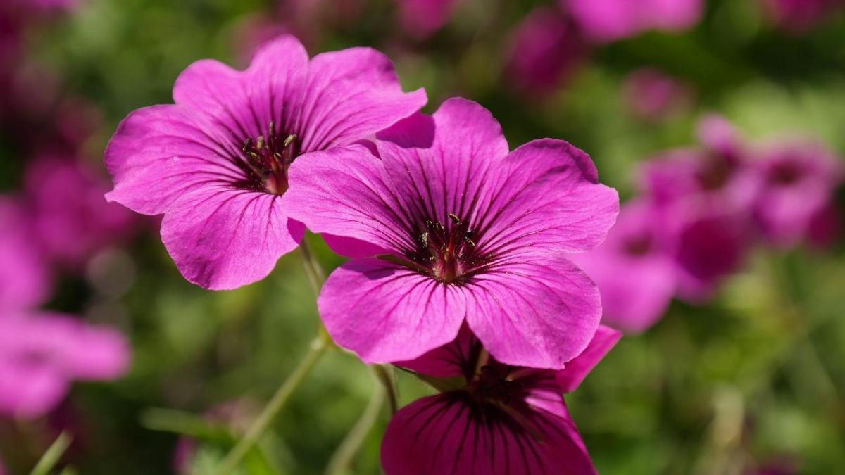 GÉRANIUM ROSAT