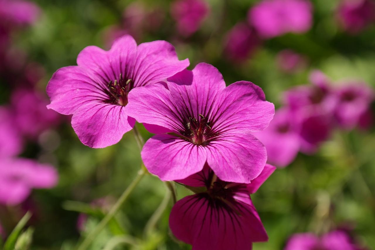 Cranesbill 141577 1281