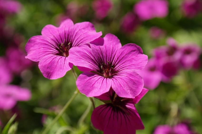 Cranesbill 141577 1281