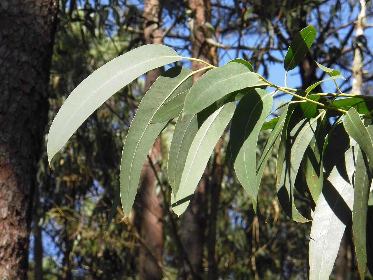 Eucalyptus 2711285 1280