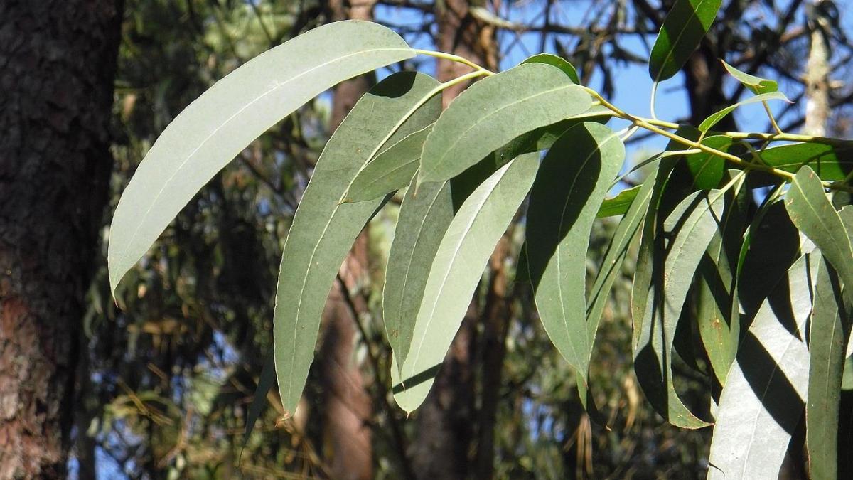 EUCALYPTUS