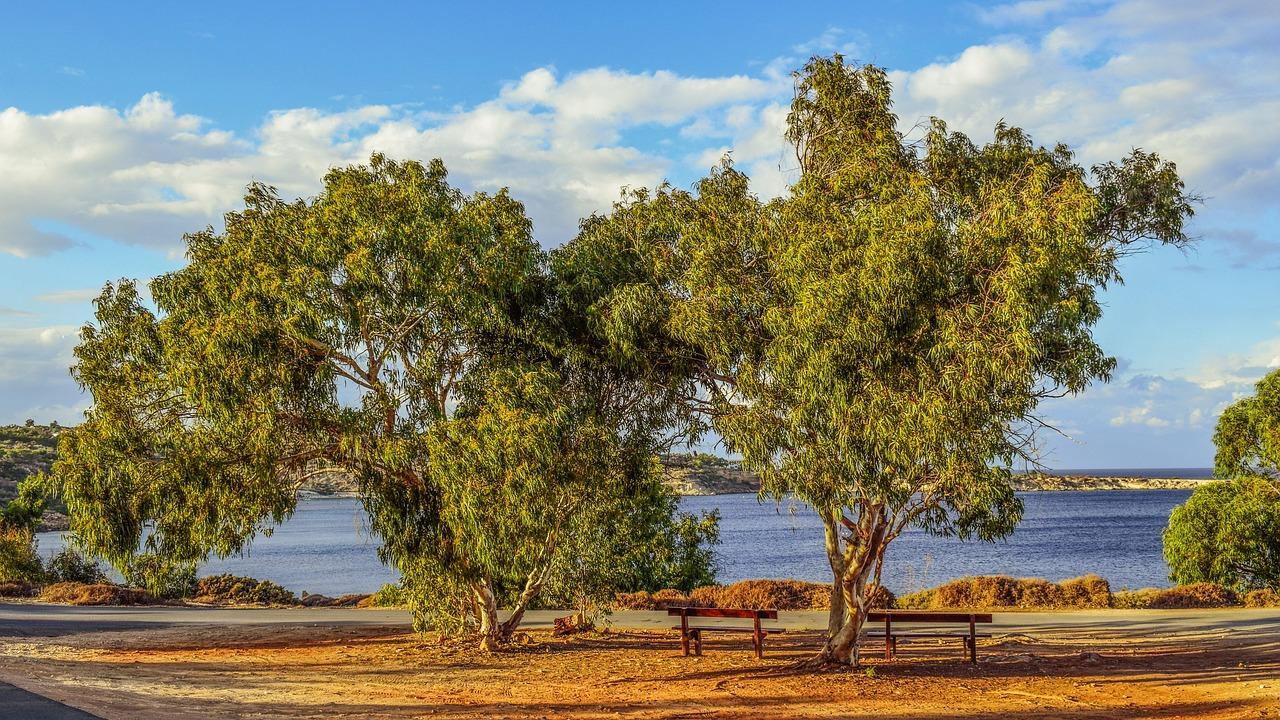 Eucalyptus