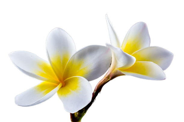 Flower 359398 960 720 removebg preview