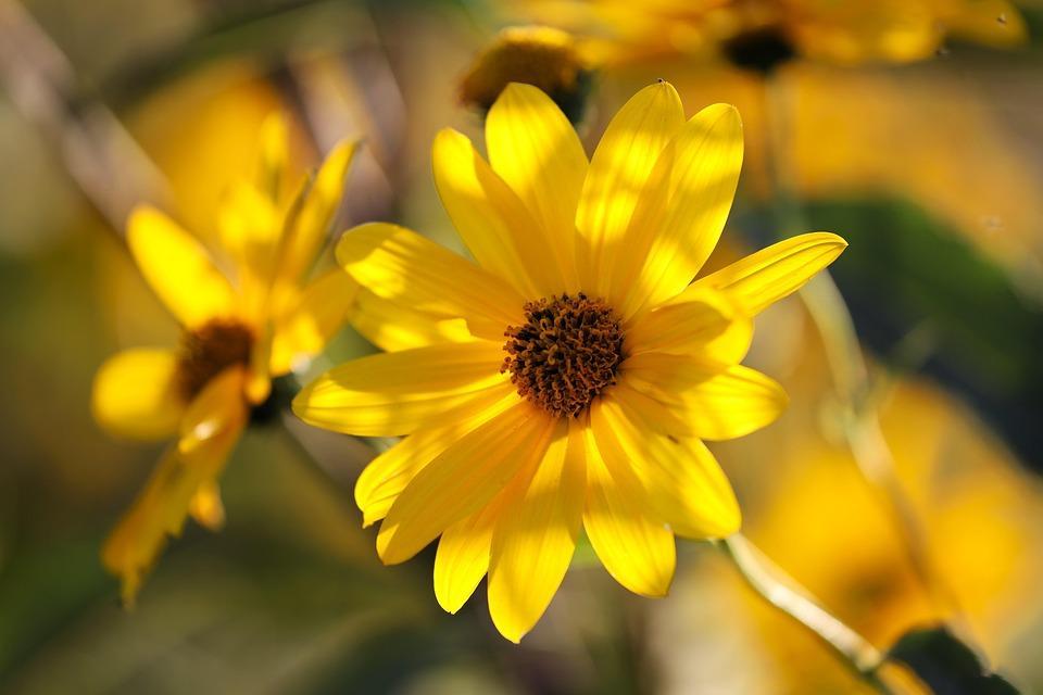 MACÉRÂT HUILEUX D'ARNICA