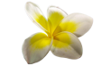 Frangipani 174398 960 720 removebg preview
