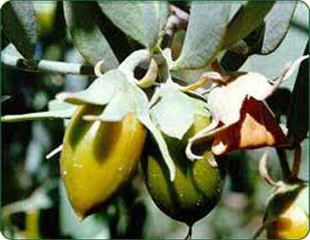 HUILE DE JOJOBA