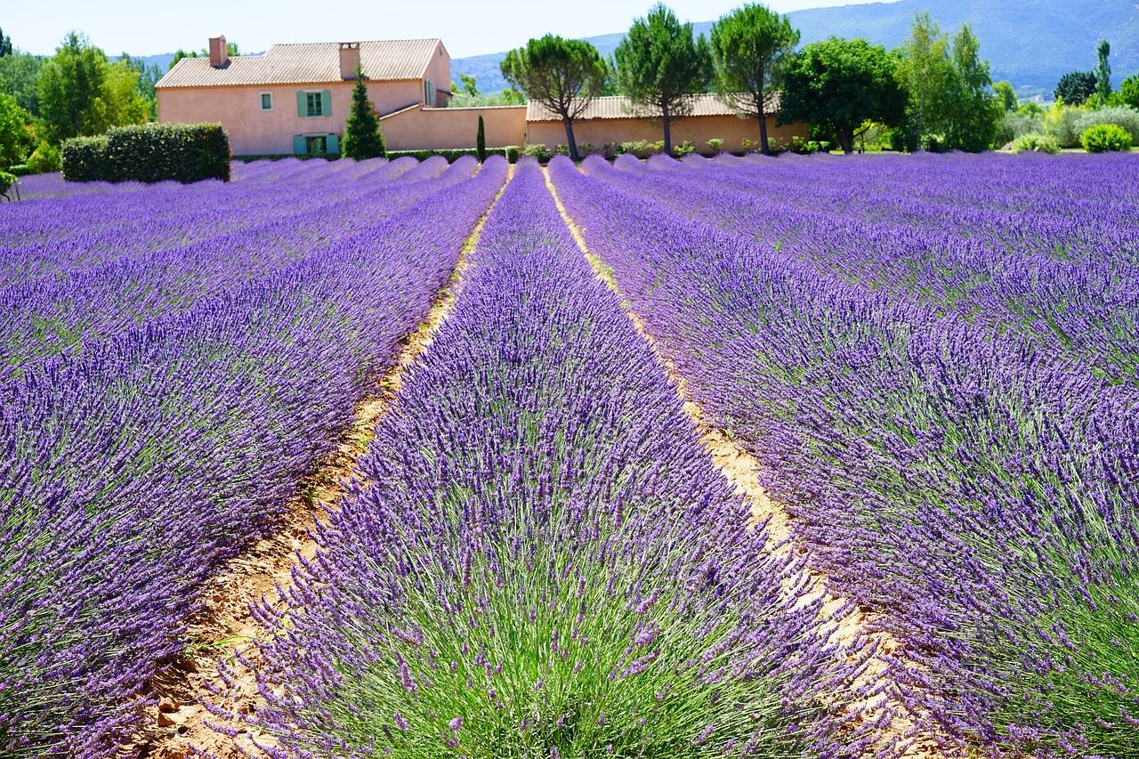 Lavender 1595491 1280