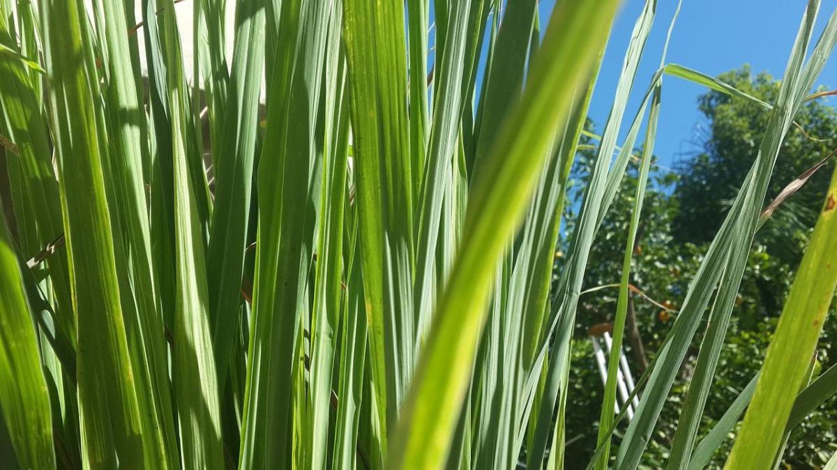 LEMONGRASS