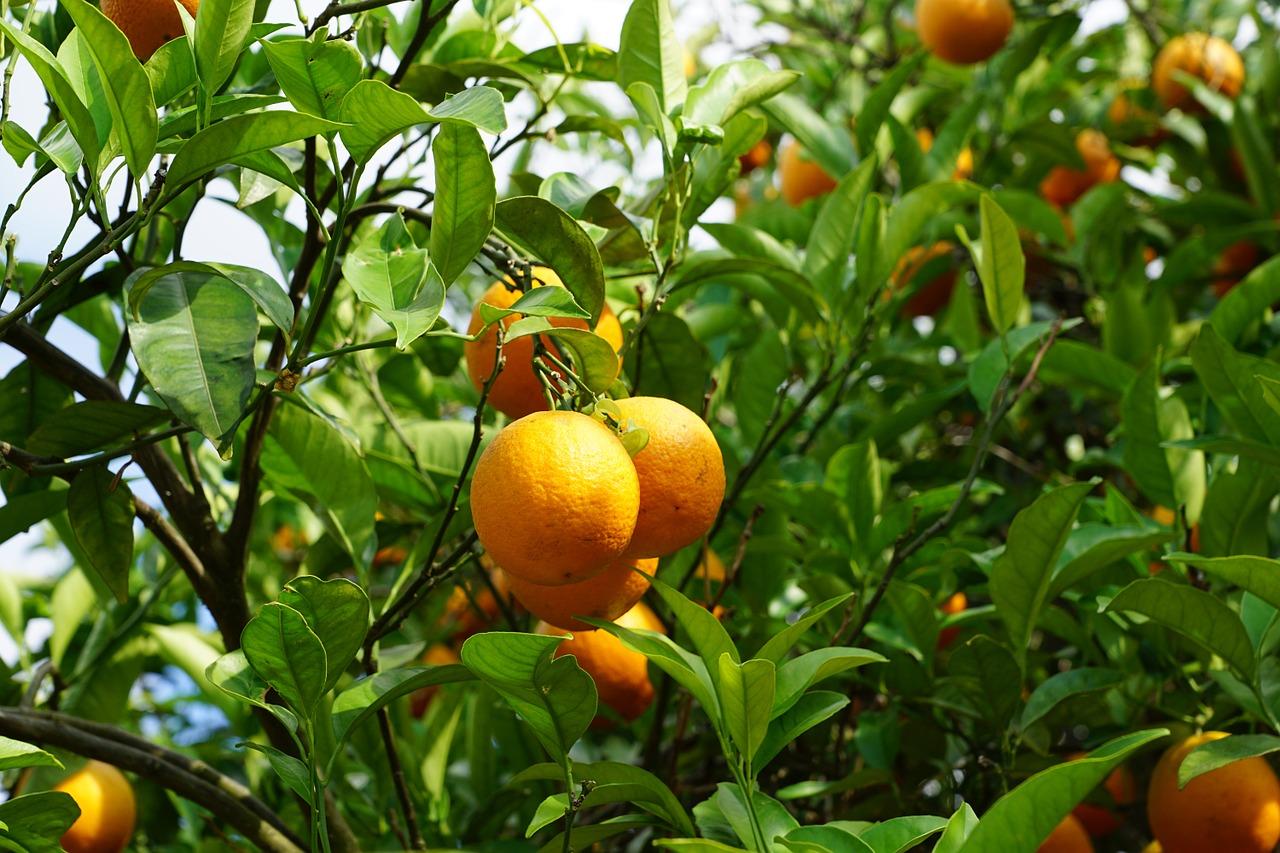 Mandarin 825329 1280