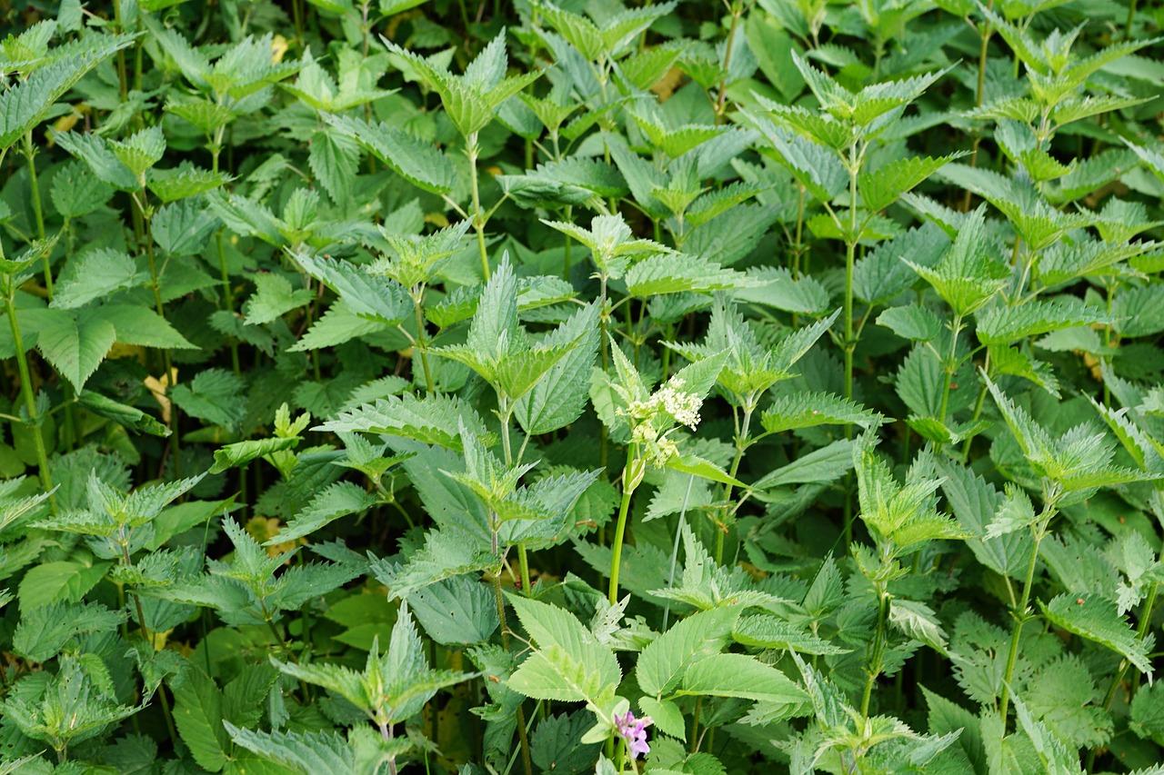 Menthe poivree 2380803 1280
