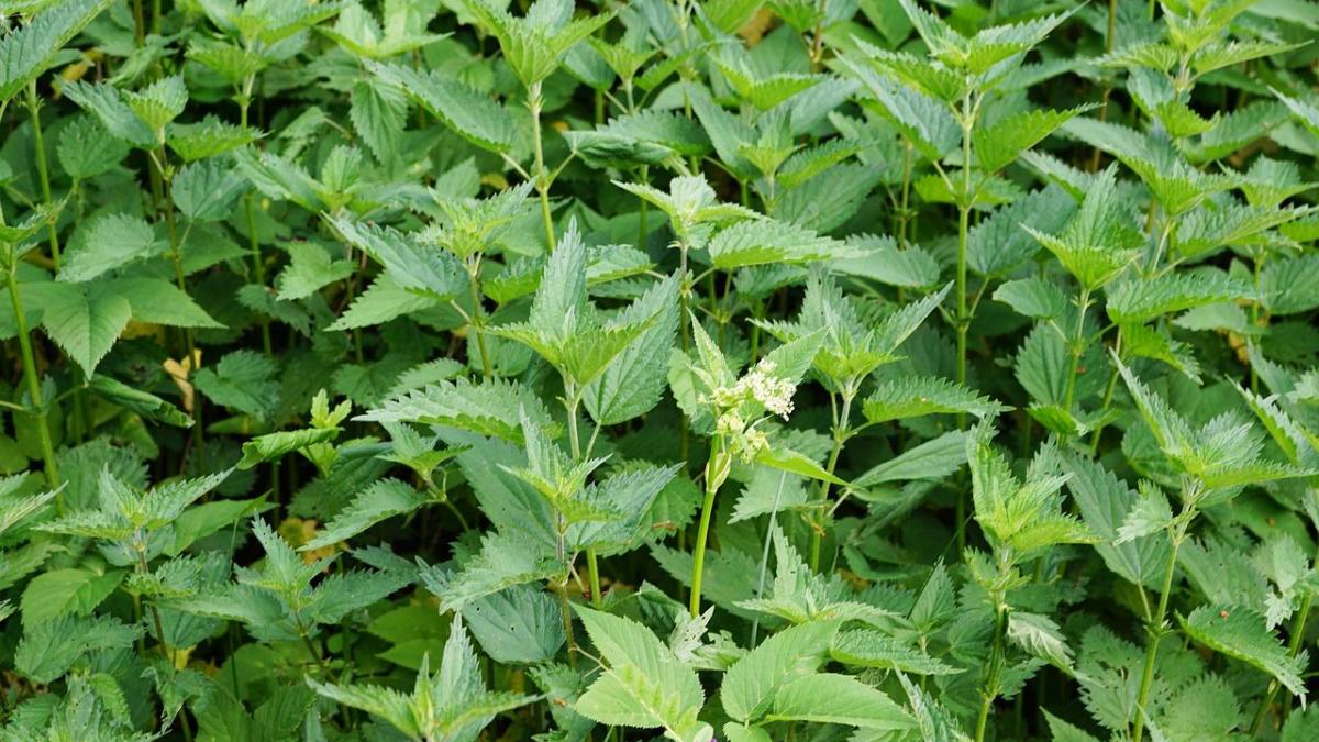 MENTHE POIVRÉE