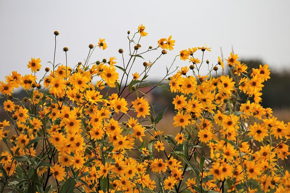 ARNICA