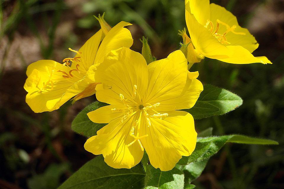 Onagre jaune 2