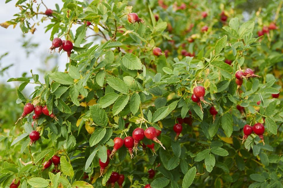 Rose hip 2668267 960 720