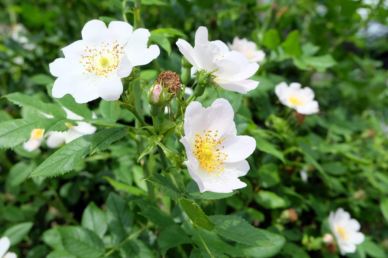 Rose hip 4981793 1280
