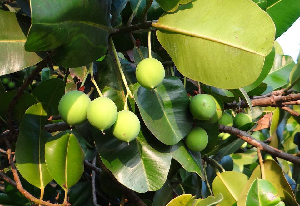 HUILE DE TAMANU